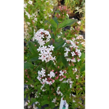 Abelia mosanensis 'Monia' / Abelie parfumÃ©e