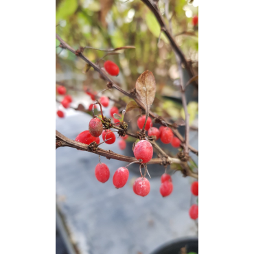 Berberis thunbergii 'Red Torch'Â® / Ã‰pine-vinette de Thunberg