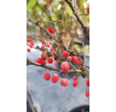 Berberis thunbergii 'Red Torch'Â® / Ã‰pine-vinette de Thunberg