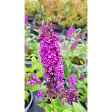 Buddleia x 'Miss Violet'Â® / Arbre aux papillons nain violet