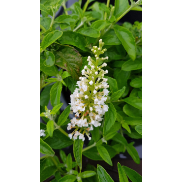 Buddleia x MISS PEARLÂ® 'Miss P' / Arbre aux papillons nain blanc