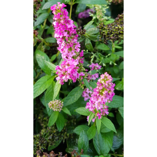 Buddleia x PINK MICRO CHIPÂ® 'NC20102' / Arbre aux papillons nain