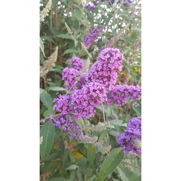 Buddleia x LILAC CHIPÂ® 'Valbud 3' / Arbre aux papillons nain