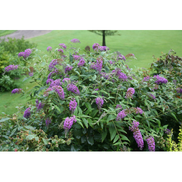 Buddleia x PURPLE CHIPÂ® 'Purple Haze' / Arbre aux papillons nain