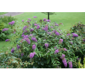 Buddleia x PURPLE CHIPÂ® 'Purple Haze' / Arbre aux papillons nain