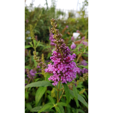 Buddleia davidii BUZZ 'Violet'Â® / Arbre aux papillons nain