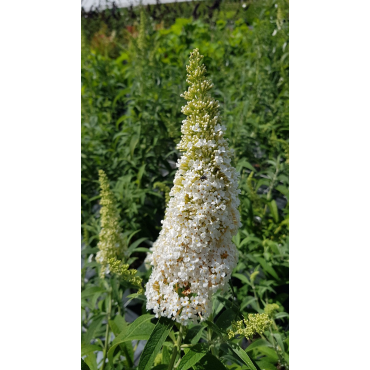 Buddleia davidii 'White profusion' / Arbre aux papillons Ã  fleurs blanches