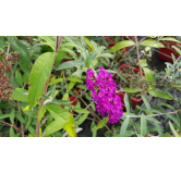 Buddleia davidii 'Royal red' / Arbre aux papillons Ã  fleurs rouges