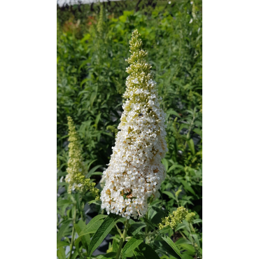 Buddleia davidii 'White perfection' / Arbre aux papillons Ã  fleurs blanches