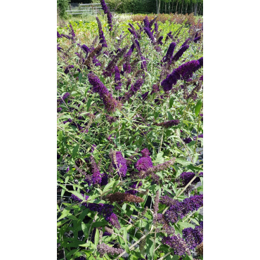 Buddleia davidii PURPLE EMPEROR 'Pyrkeep' / Arbre aux papillons