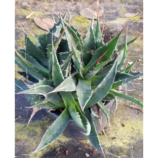 Agave montana 'M9' / Agave des montagnes