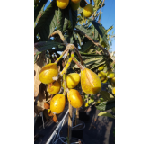 Eriobotrya japonica (De semis) / NÃ©flier du Japon