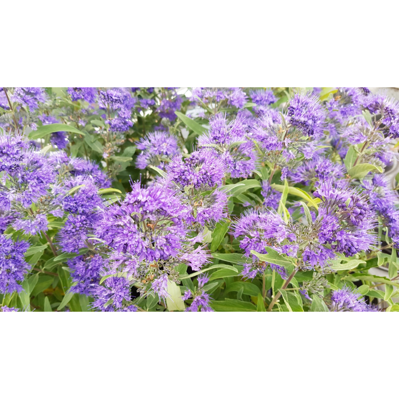 Caryopteris x clandonensis 'Heavenly Blue' / SpirÃ©e bleu