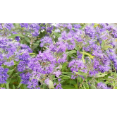 Caryopteris x clandonensis 'Heavenly Blue' / SpirÃ©e bleu