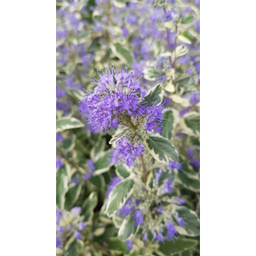 Caryopteris x clandonensis 'White Surprise'Â® / SpirÃ©e bleu panachÃ©e