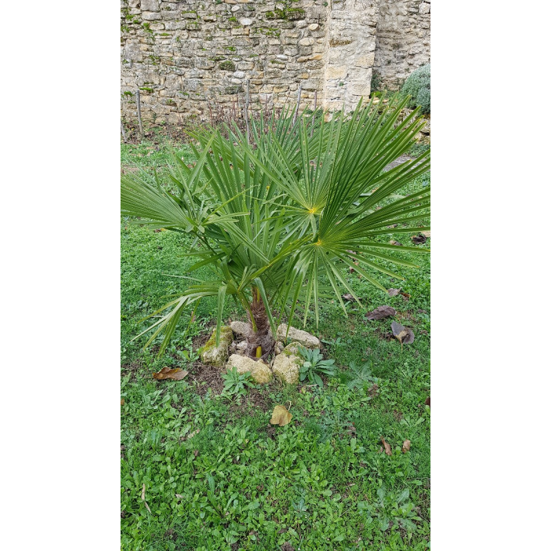 Trachycarpus fortunei / Palmier de Chine