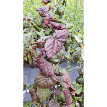 Corylus avellana 'Red Majestic'Â® / Noisetier tortueux pourpre