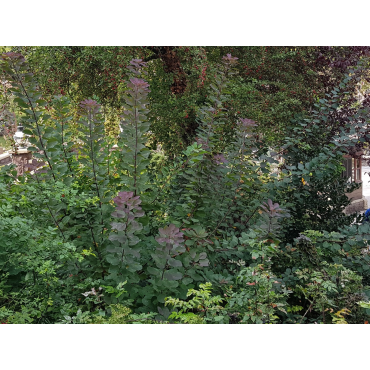 Cotinus coggygria / Arbre Ã  perruque