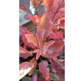 Cotinus coggygria 'Old Fashioned'Â® / Arbre Ã  perruque