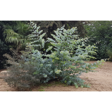 Eucalyptus pulverulenta 'Baby Blue' / Gommier poudreux