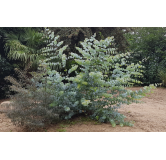 Eucalyptus pulverulenta 'Baby Blue' / Gommier poudreux