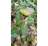 Euonymus fortunei 'Coloratus' / Fusain rampant