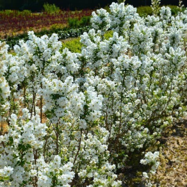 Exochorda racemosa MAGICAL SPRINGTIMEÂ® 'Kolmasprit' / Arbre aux perles