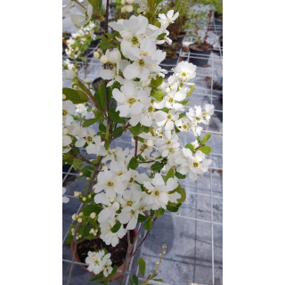 Exochorda serratifolia 'Snow White' / Arbre aux perles