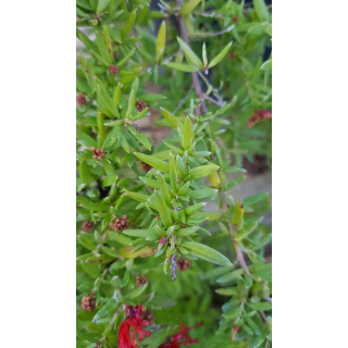 Grevillea juniperina / GrÃ©villÃ©e Ã  feuilles de genÃ©vrier