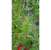 Grevillea juniperina / GrÃ©villÃ©e Ã  feuilles de genÃ©vrier