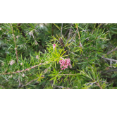 Grevillea 'Canberra Gem' / GrÃ©villÃ©e Ã  feuilles de genÃ©vrier