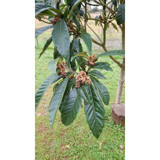 Eriobotrya japonica 'Argelino' (De Greffe) / NÃ©flier du Japon