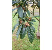 Eriobotrya japonica 'Argelino' (De Greffe) / NÃ©flier du Japon