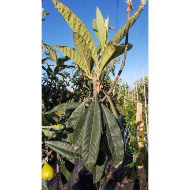 Eriobotrya japonica 'Golden Nugget' (De Greffe) / NÃ©flier du Japon