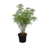 Fargesia rufa - pot 5 ltr