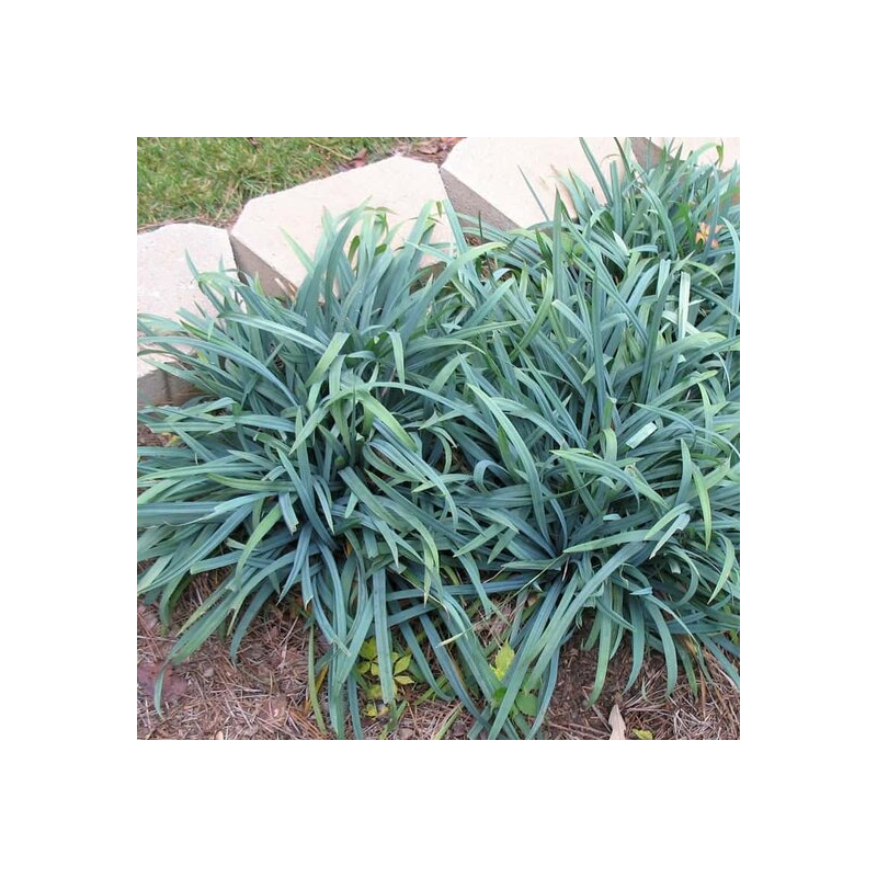 Carex laxiculmis Bunny Blue - hauteur totale 40-50 cm - pot 2 ltr