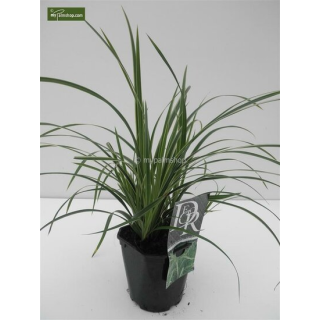 Carex morrowii Ice Dance - hauter totale 40-50 cm - pot 2 ltr