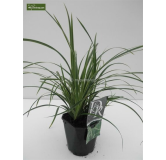 Carex morrowii Ice Dance - hauter totale 40-50 cm - pot 2 ltr