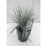 Festuca glauca Elijah Blue - hauteur totale 30-40 cm - pot 2 ltr