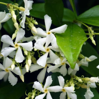 Trachelospermum jasminoides - pot 3 ltr