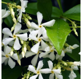 Trachelospermum jasminoides - pot 3 ltr