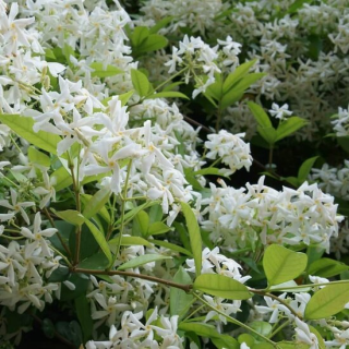 Trachelospermum jasminoides - pot 3 ltr