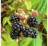 Rubus fruticosus sp. Black Satin 2 ltr pot