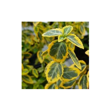 Euonymus fortunei Emerald 'n Gold - pot 0,5 ltr