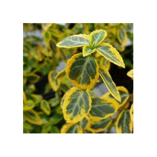 Euonymus fortunei Emerald 'n Gold - pot 0,5 ltr