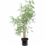 Fargesia scabrida - pot 10 ltr