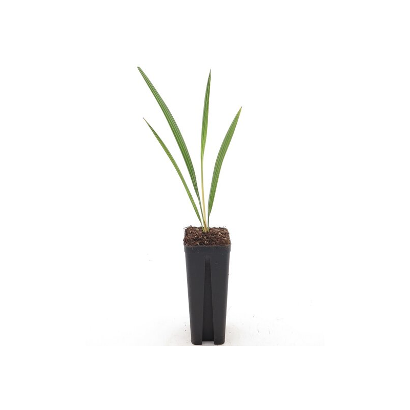 Chamaerops humilis Vulcano - pot 7 x 7 cm