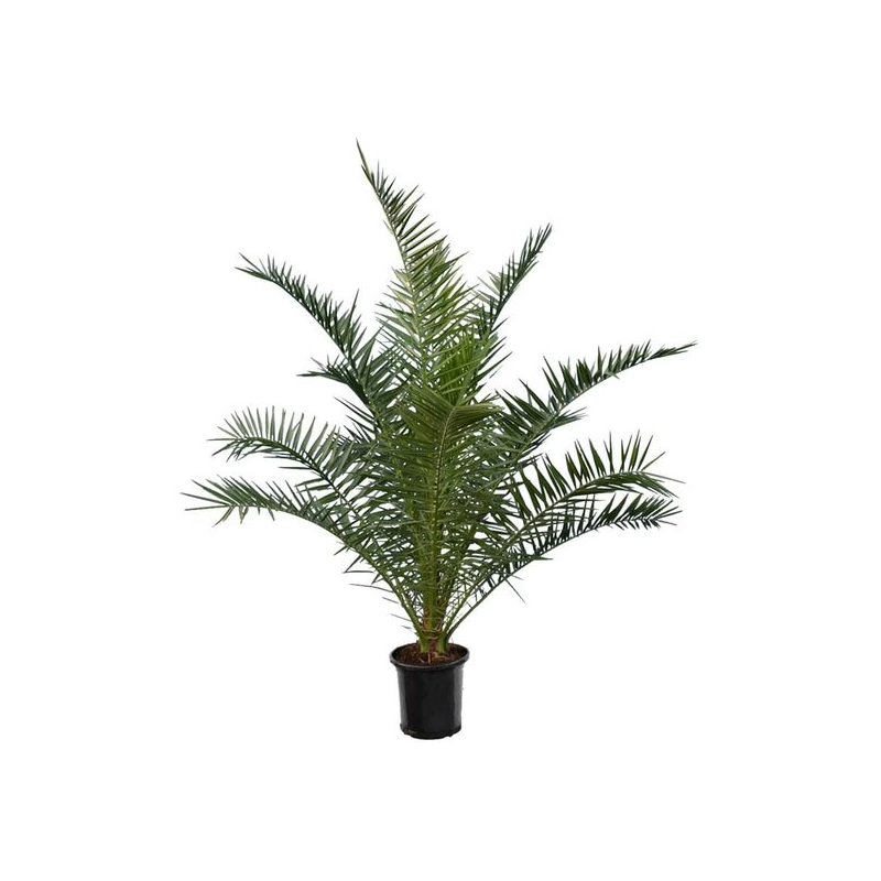 Phoenix canariensis - hauteur totale 140-170 cm - pot Ø 28 cm