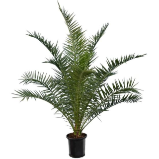 Phoenix canariensis - hauteur totale 140-170 cm - pot Ø 28 cm