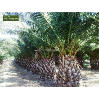 Phoenix canariensis - hauteur totale 140-170 cm - pot Ø 28 cm